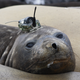 An elephant seal with a CTD sensor on its head. An individual seal is typically only tagged once in its lifetime, and sensors usually only stay on for a few months until the animal molts.